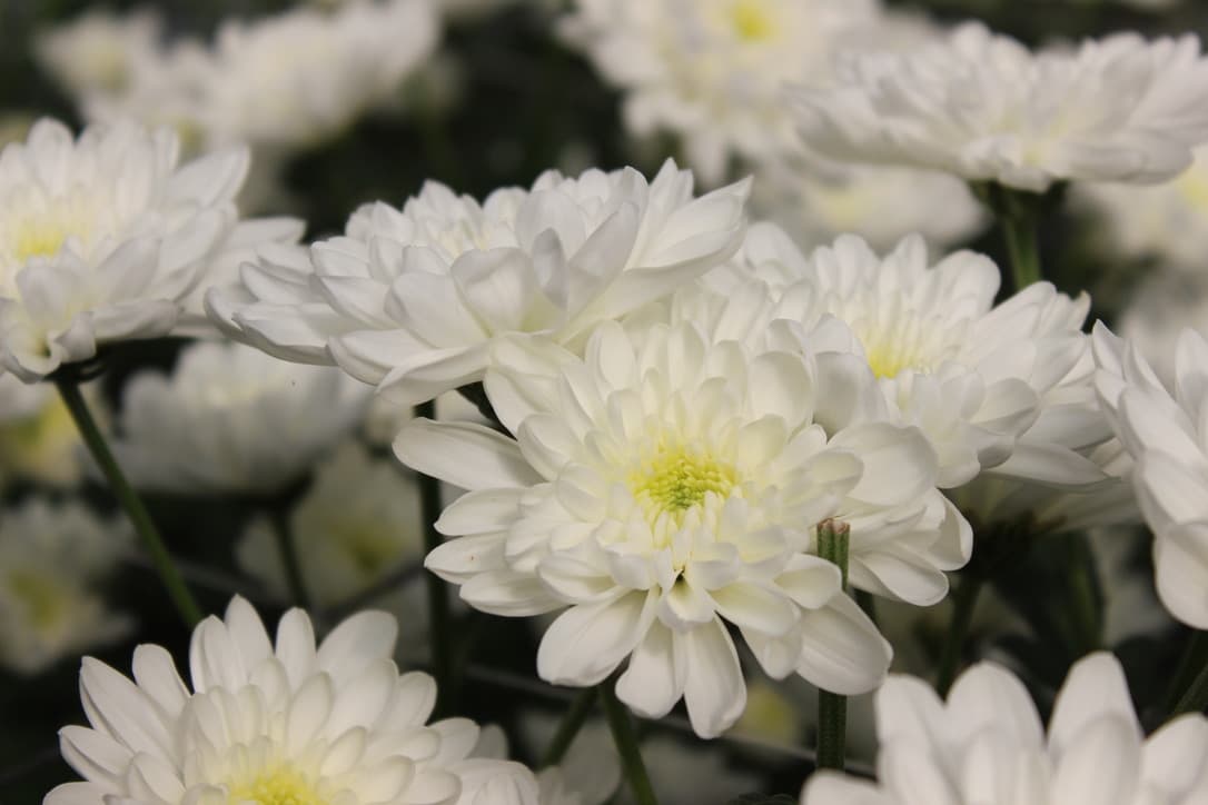 Aydın Grow - Premium Flowers