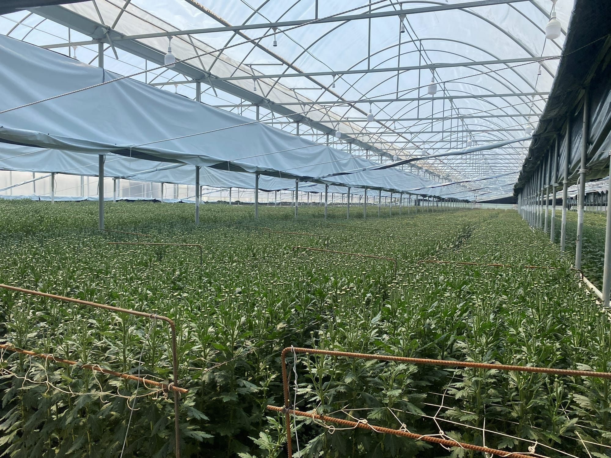 Simav'daki Aydın Grow seralarının panoramik görünümü